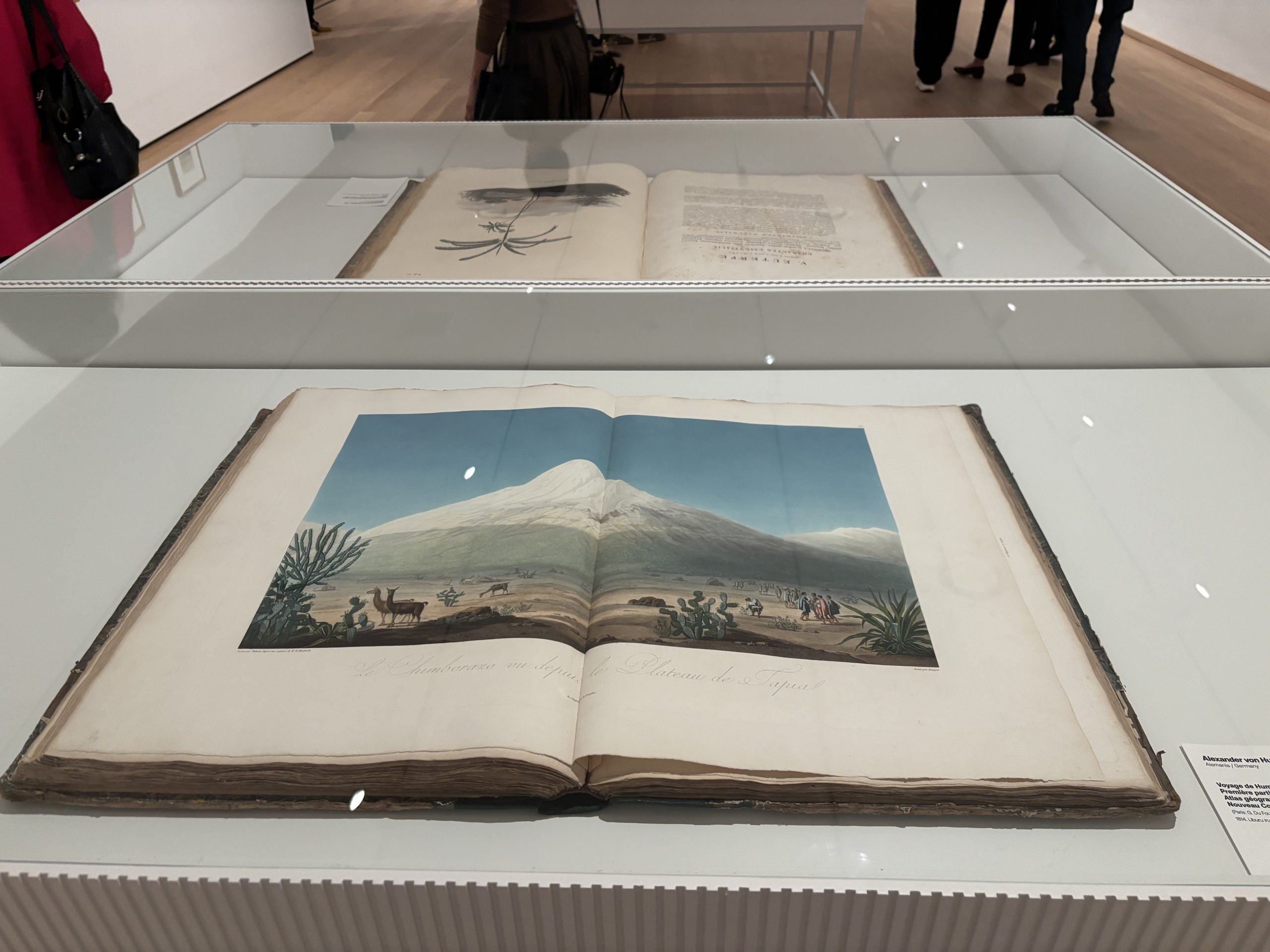 Libro antiguo abierto en una vitrina con una ilustración a color del volcán Chimborazo nevado, llamas y cactus en primer plano.